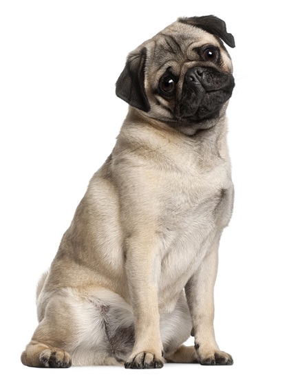 12. Pugs