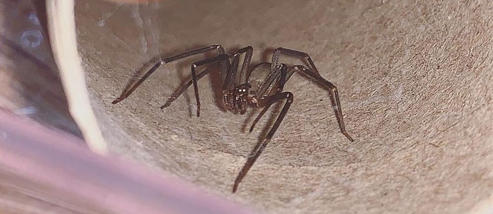 Tennessee - Brown Recluse