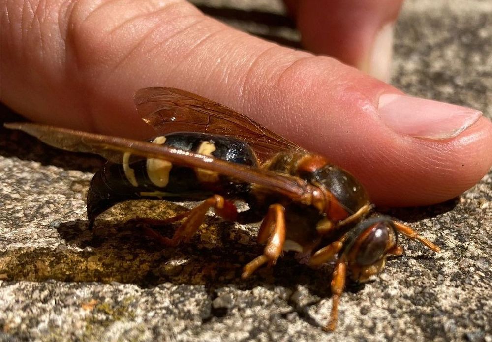 Massachusetts - Stinging Insects