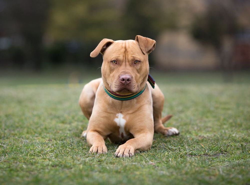 American Staffordshire Terrier