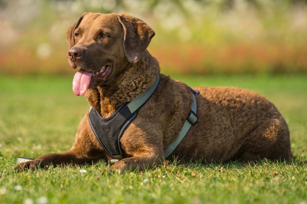 Chesapeake Bay Retriever