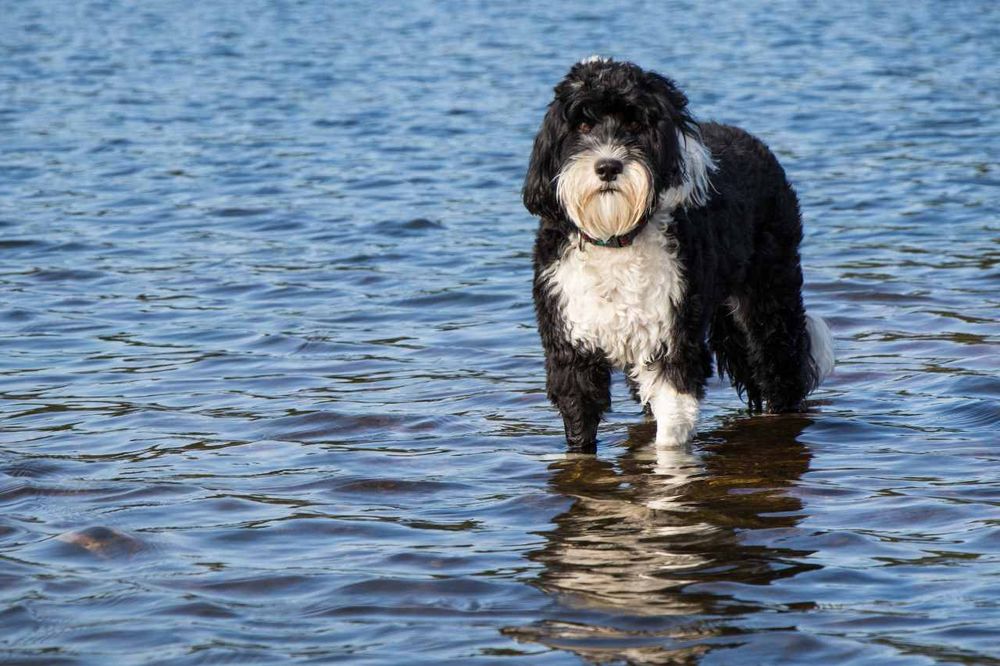 Portuguese Water Dog