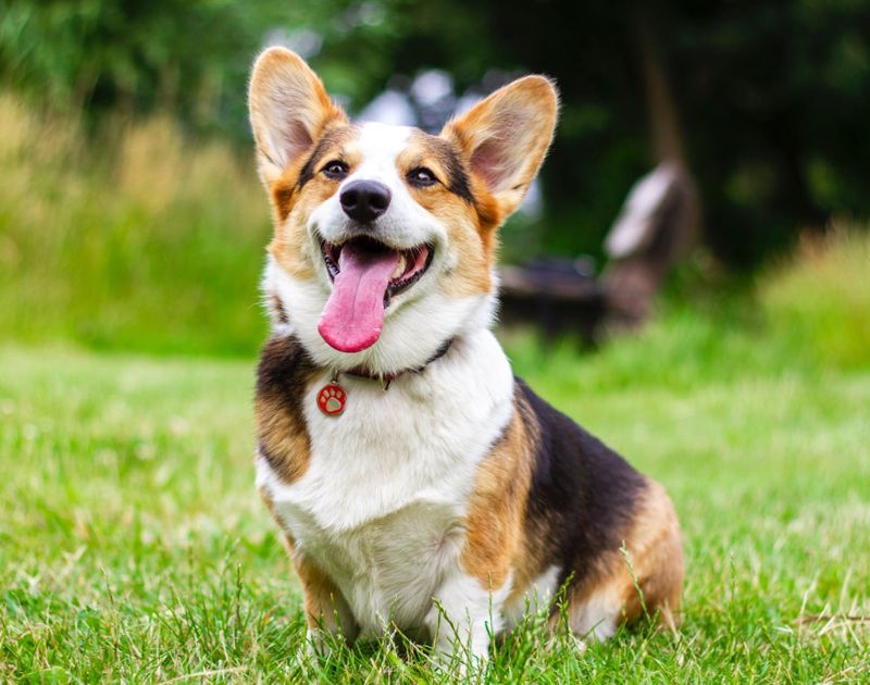 Welsh corgi