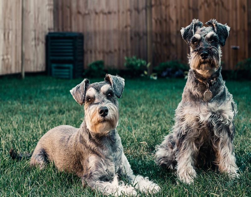 Schnauzer