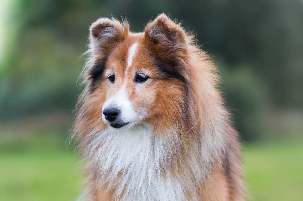 Shetland Sheepdog