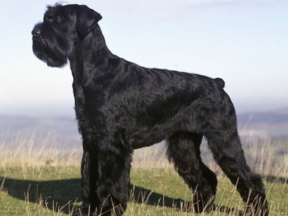 Giant Schnauzer