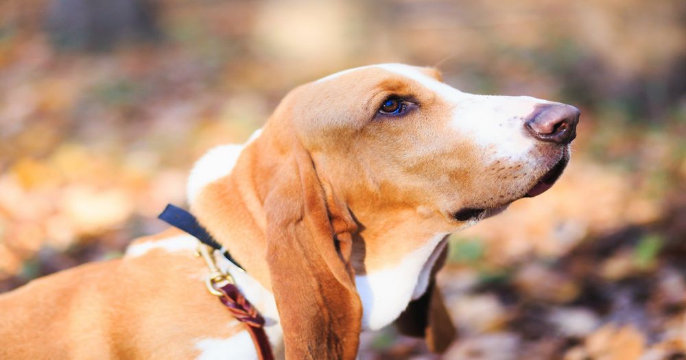 Basset Hound